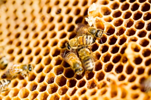 Preview: Beekeeping