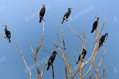 Preview: cormorants (phalacrocorax carbo)