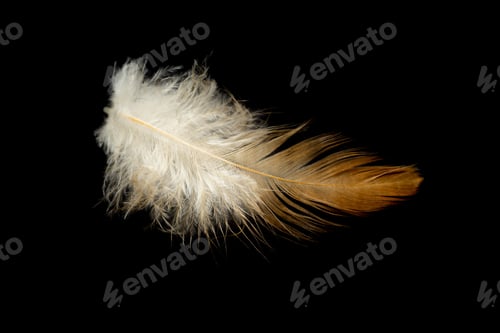 Preview: brown feathers of a hen on a black background