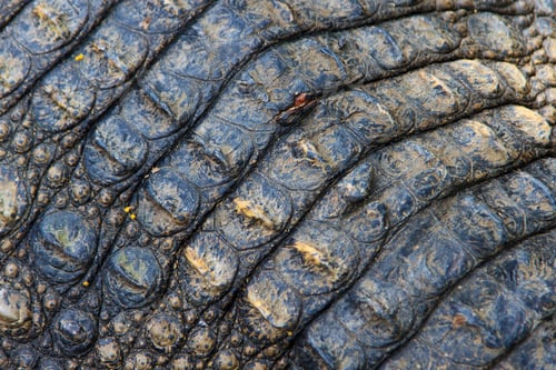 Preview: Crocodiles in water