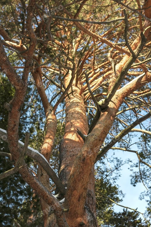 Preview: Twisted branches of huge coniferous pine weaving to crown in forest, tree trunk in natural sunlight