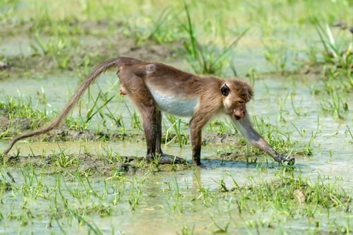 Preview: Monkey in the living nature