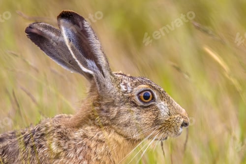 Preview: Portrait of vigilant European Hare in grass