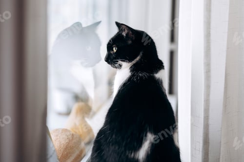 Preview: Cat looking out of window