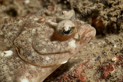 Preview: Underwater picture of a camouflaged rock fish in Pacific Ocean