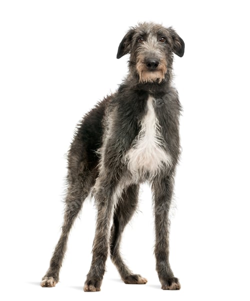 Preview: Scottish Deerhound looking at the camera, isolated on white