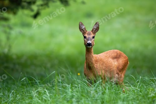 Preview: Cute female roe deer with big black eyes listening on green meadow