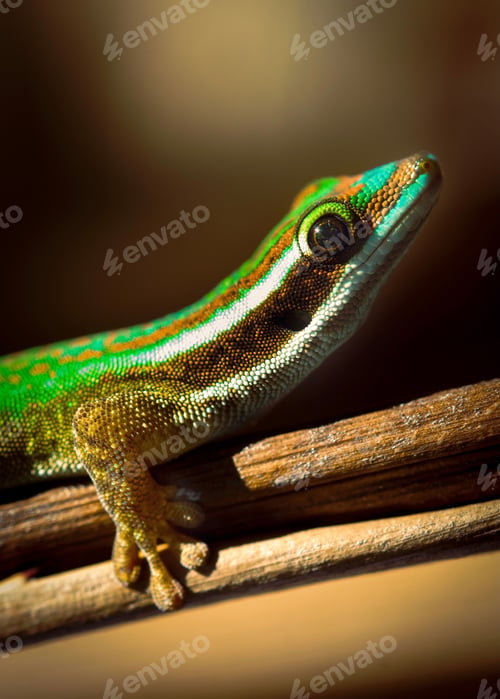 Preview: Closeup of Gecko perching on plant stem