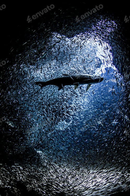 Preview: Fish near mouth of underwater cave