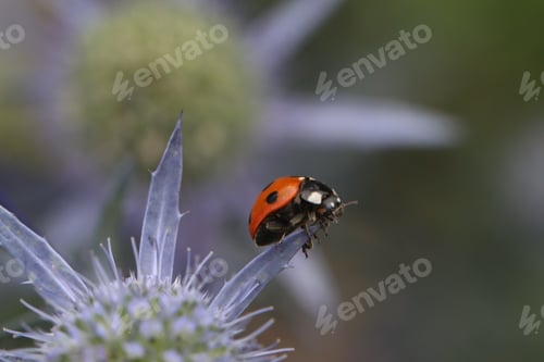 Preview: nature, insect, macro, flower, green, plant, close-up, animal, background, closeup, black, white, wi