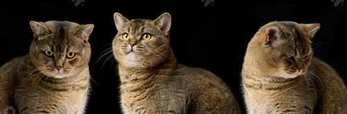 Preview: Adult purebred Scottish straight cat sits on a black background. Animal with different emotions