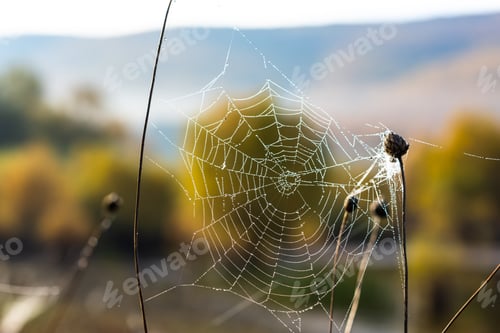 Preview: Background of the threads of a spider web with dew drops. Web macro