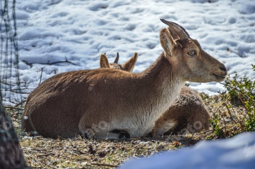 Preview: Closeup shot of Spanish ibexes in a Lacuniacha wildlife park, Spain