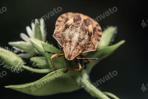 Preview: Macro shot of a brown stink bug on a green plant bud