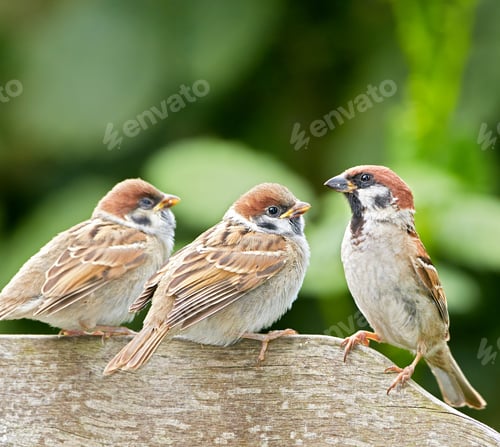 Preview: A sparrow close to hand is better....