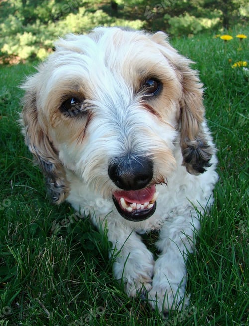 Preview: Cute mixed breed dog with poodle, beagle and terrier in him enjoying sitting in grass on sunny day