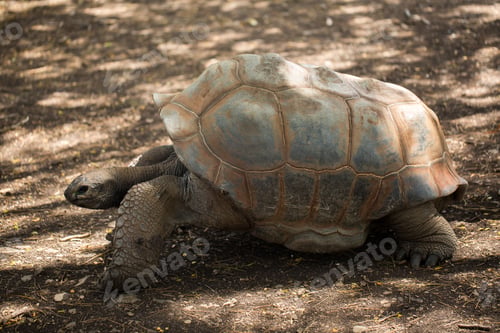 Preview: Giant tortoise in Mauritius.