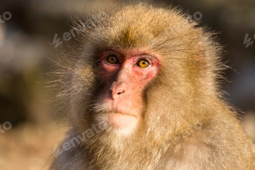 Preview: Monkey in wildlife