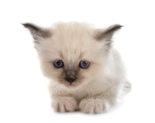 Preview: birman kitten in studio