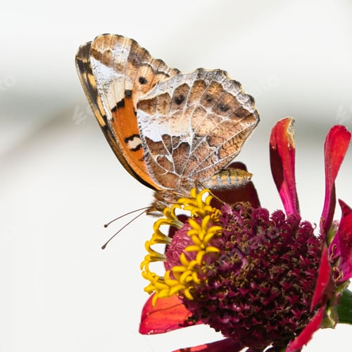 Preview: Butterfly on a vibrant red flower