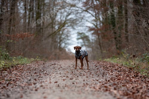 Preview: Closeup shot of a Rhodesian ridgeback walking in the forest in autumn