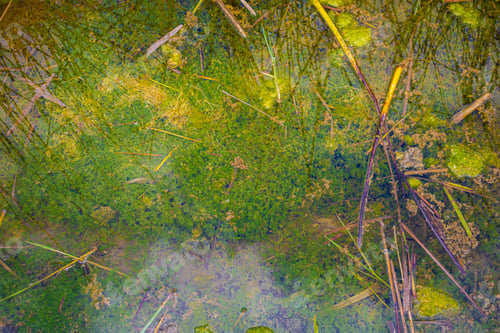 Preview: Top view of duckweed and branches in the water
