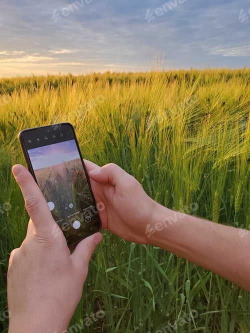 Preview: Hands capture photo using smartphone to take picture of wheat field in sunset