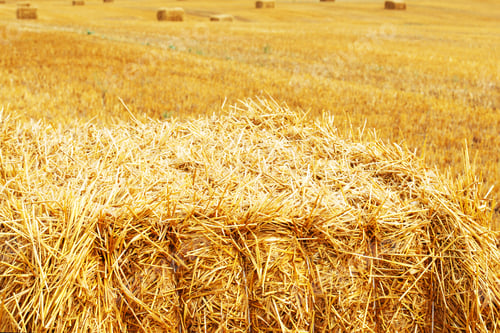 Preview: Beautiful landscape with hay straw bales after harvest in summer. Haystacks on field