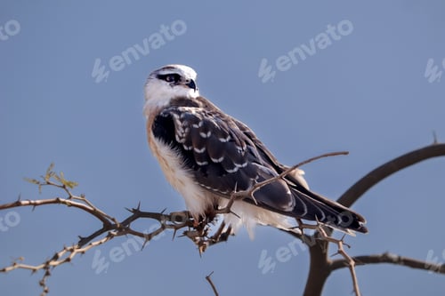 Preview: Hawk bird perched atop a slender tree branch, with a cloudless sky in the background