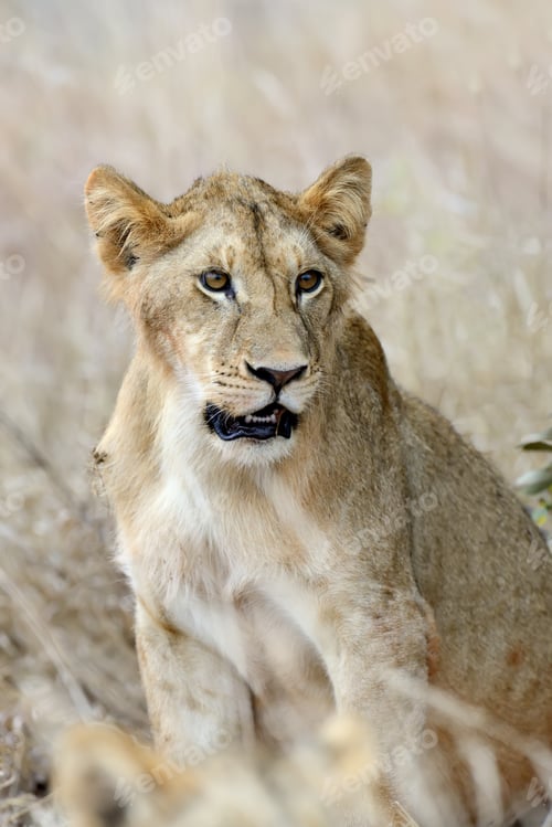 Preview: Close lion in National park of Kenya
