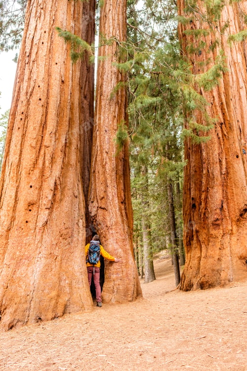 Preview: Tourist With Backpack Hiking In Sequoia National Park. California, United States.