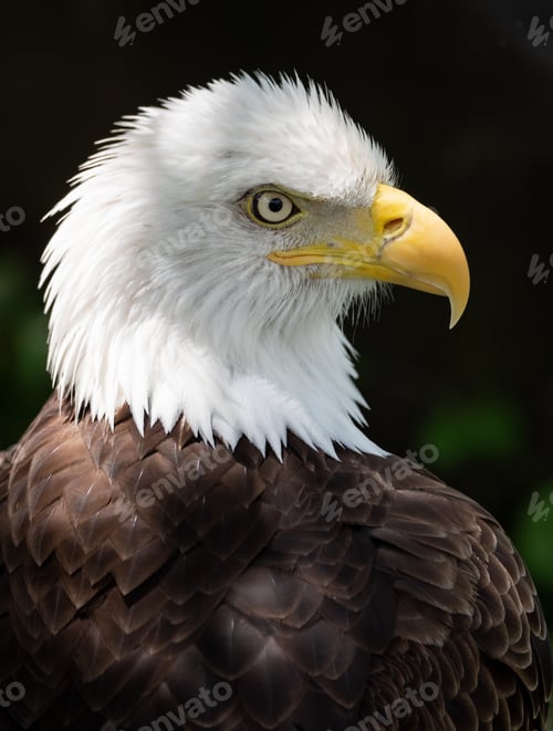 Preview: Bald Eagle Portrait