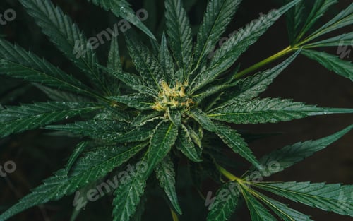 Preview: Marihuana plant close up details of flower