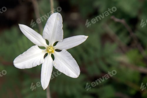 Preview: Revealing Nature Beauty, Milla Biflora in Macro