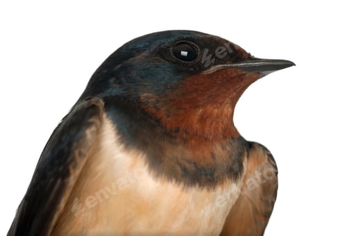 Preview: Barn Swallow, Hirundo rustica, close up against white background