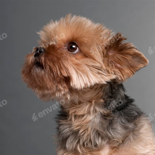 Preview: Yorkshire Terrier (7 years old)