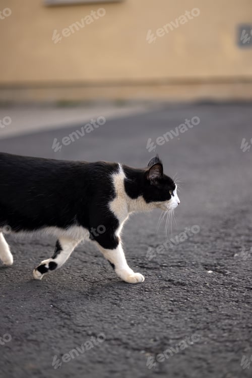 Preview: Street black and white cat crosses the road, close-up