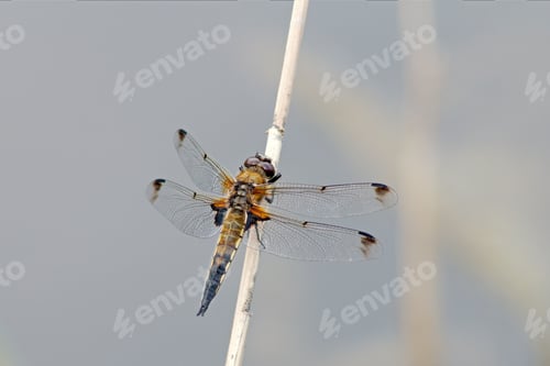 Preview: Dragonfly is sitting on reeds