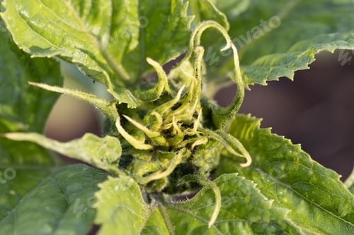 Preview: Larva of a hoverfly on a sunflower. It is useful and feeds on aphids.