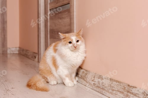 Vista previa: Adorable gato doméstico descansando en casa, con una expresión tranquila y unos ojos cautivadores. Perfecto para compañía