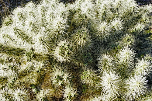 Preview: Closeup shot of Cylindropuntia Tunicata cactus with sharp dense thorns