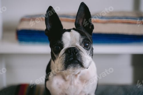 Preview: dog