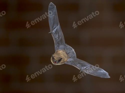 Preview: Flying Pipistrelle bat in front of brick wall