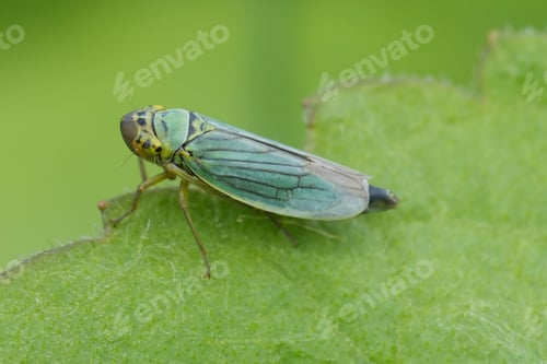 Preview: Closeup on the convex shaped European grass-green leaf hopper, Cicadella viridis on a green leaf