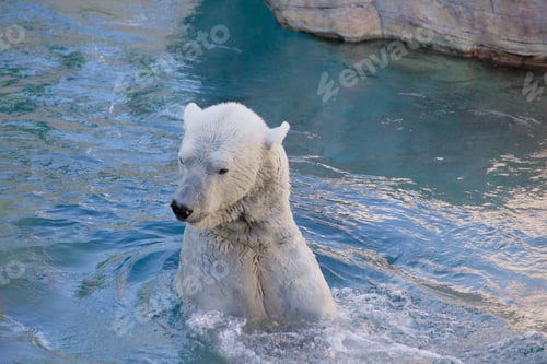 Preview: Polar Bear swimming in his Arctic Summer home at the Polar Bear Plunge at the San Diego Zoo