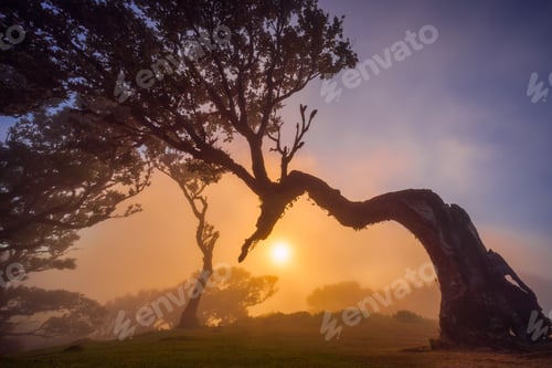 Preview: Fanal forest , old mystical tree in Madeira island, Unesco