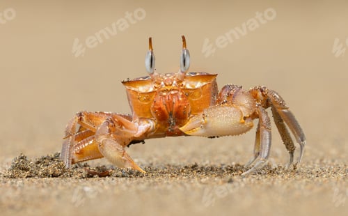 Preview: Ghost crab on the beach in Costa Rica