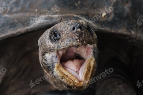Preview: Closeup shot of a big land turtle with his mouth open