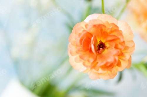 Preview: A Close Up Single Full Bloom Orange Ranunculus Flower