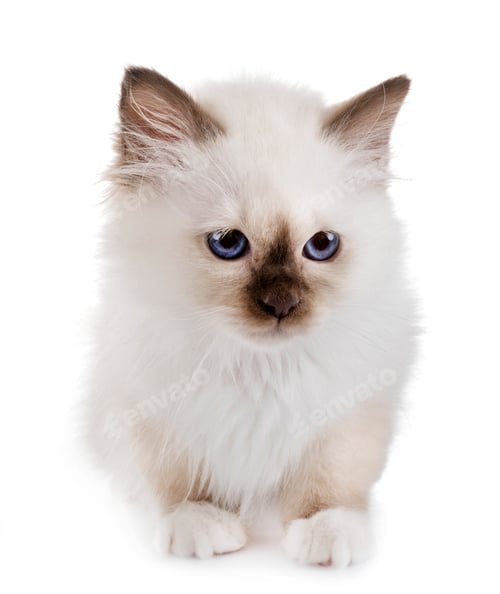 Preview: birman kitten in studio
